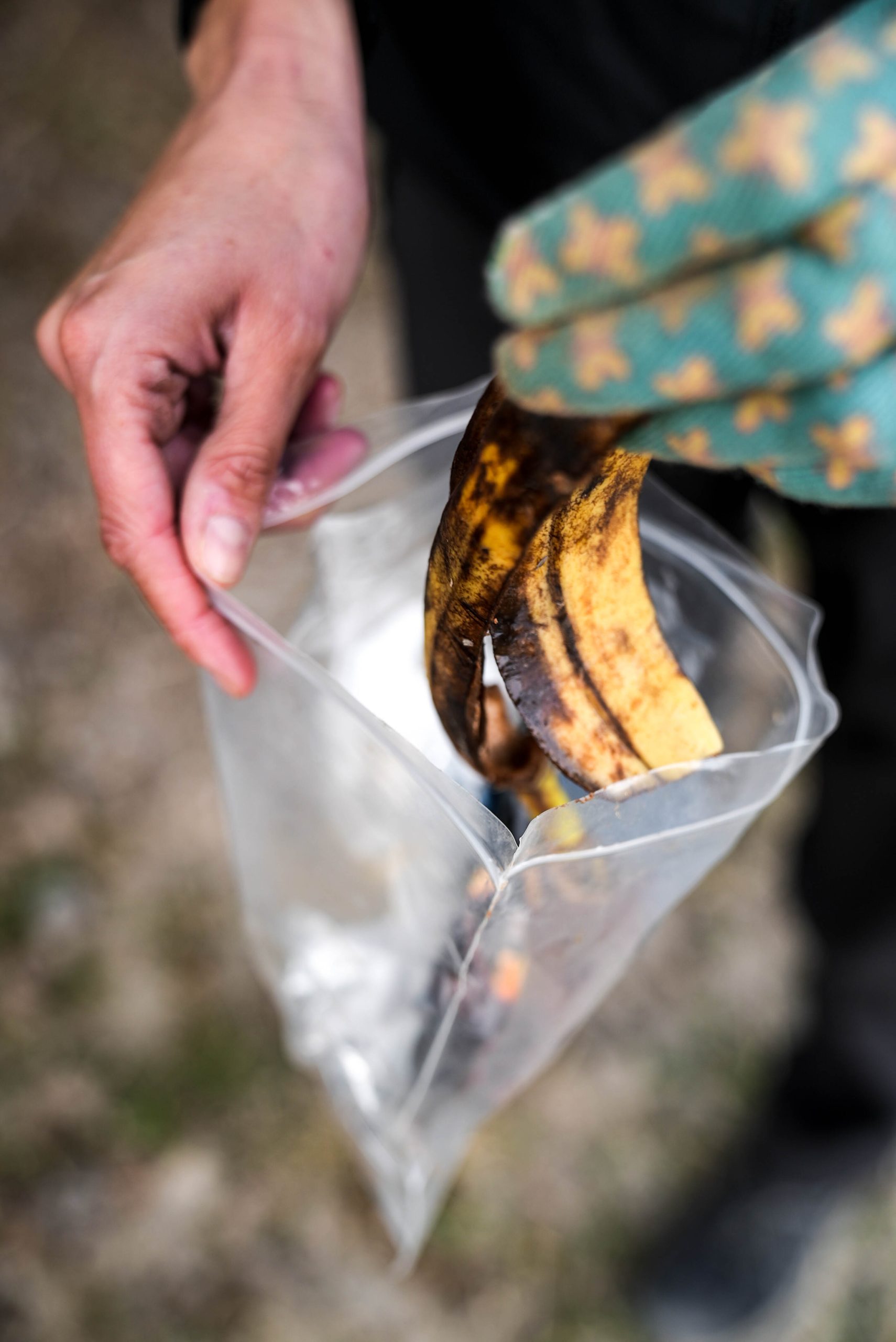 Mans guardant una pela de plàtan en una bossa zip