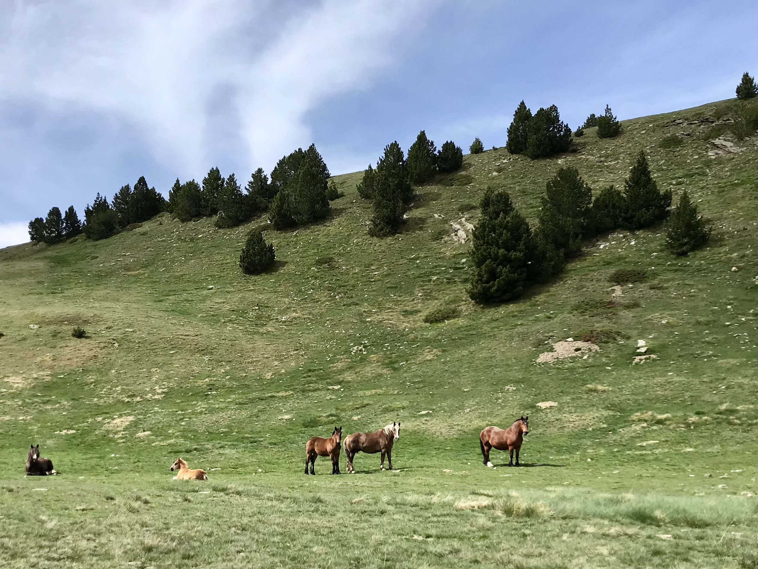 Ramat de cavall pirinenc català pasturant a l'alta muntanya