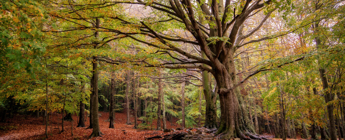 MSY fageda MiguelMoyaShutterstock 1