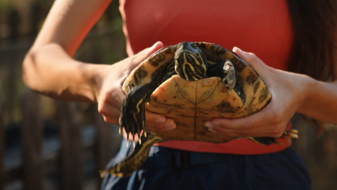 Tortuga de florida