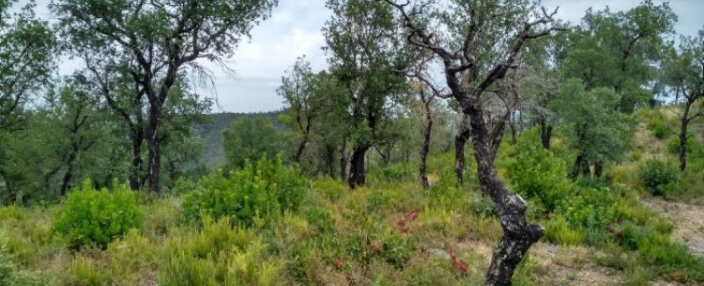 Gavarres 1