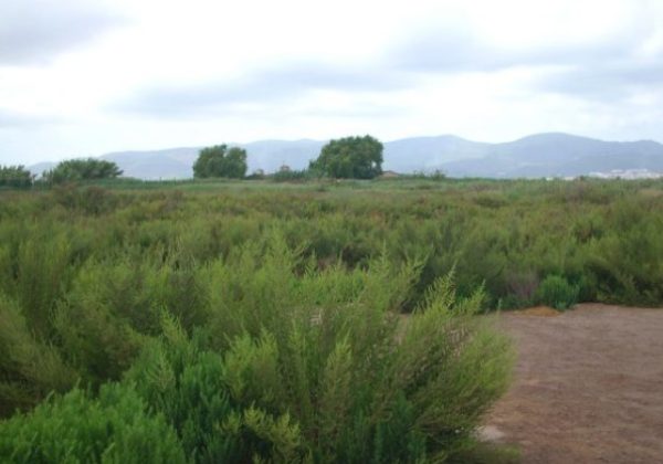 ENP Delta Llobregat 2
