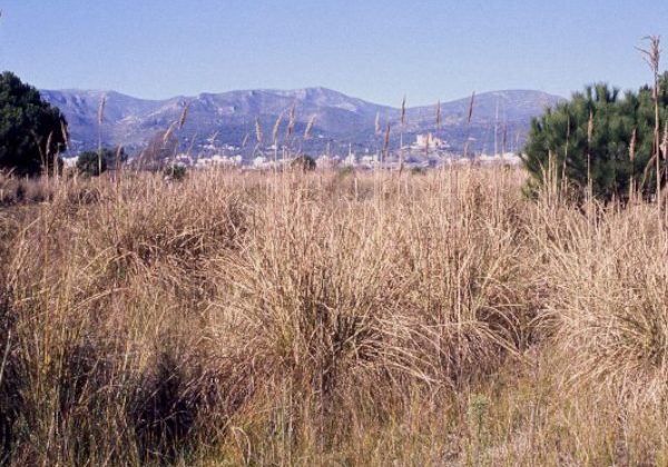 ENP Delta Llobregat 4