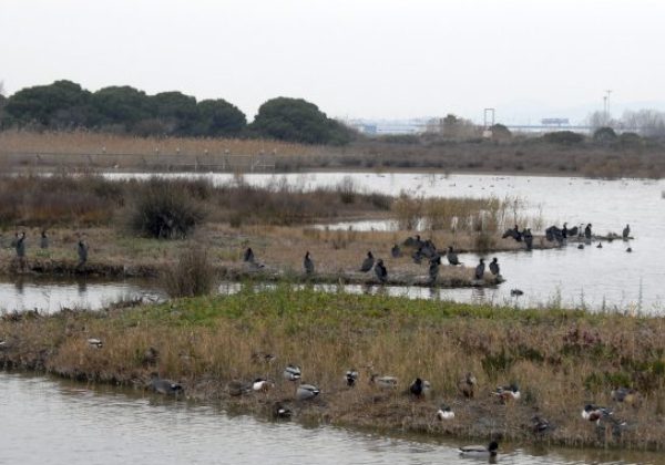 ENP Delta Llobregat 6