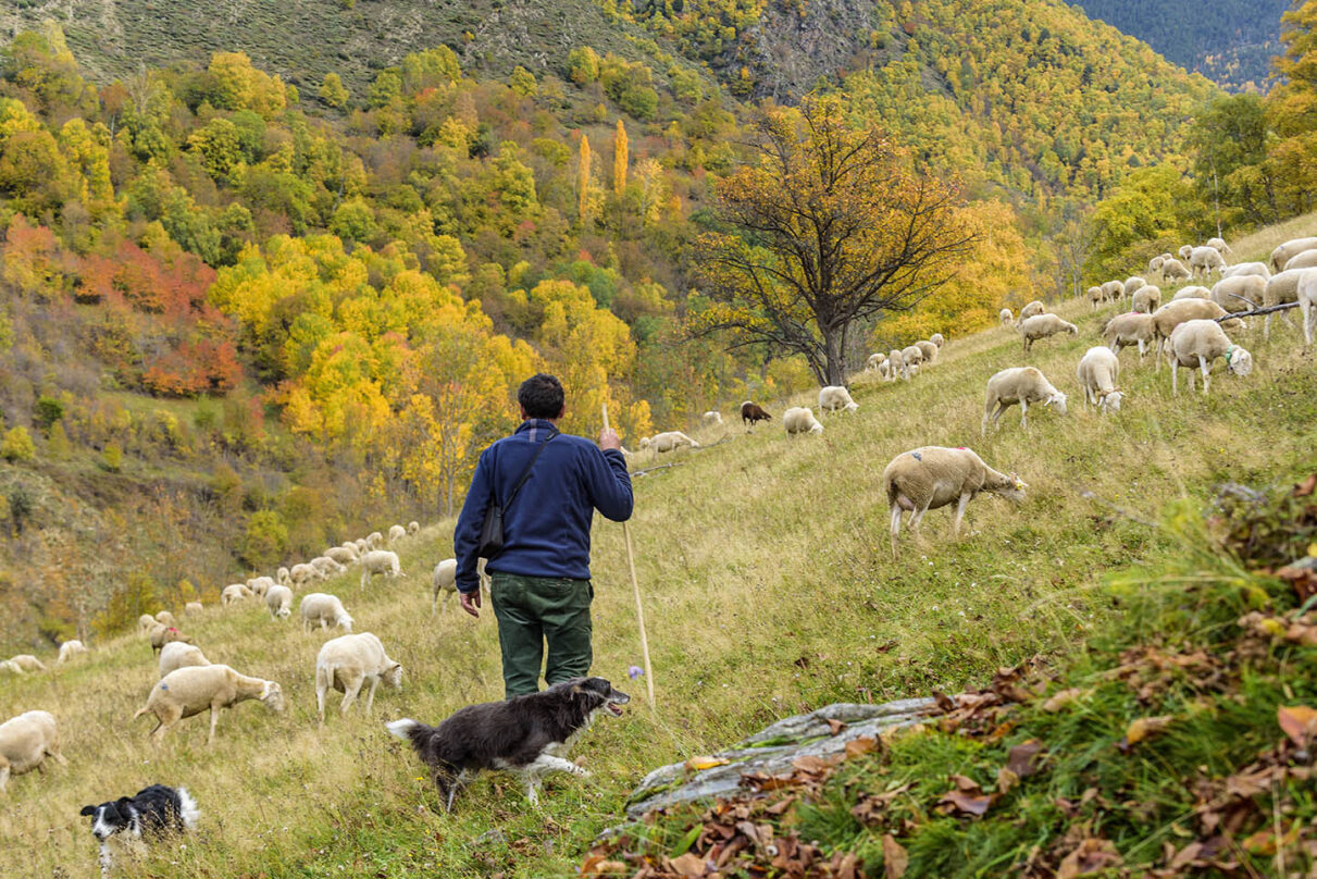 Ramat amb pastor i gossos al Parc Natural de l'Alt Pirineu